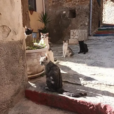 Quattro Gatti *